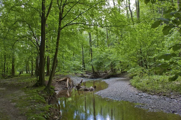 Boskreek — Stockfoto