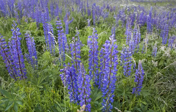 Wild lupines — Stock Photo, Image