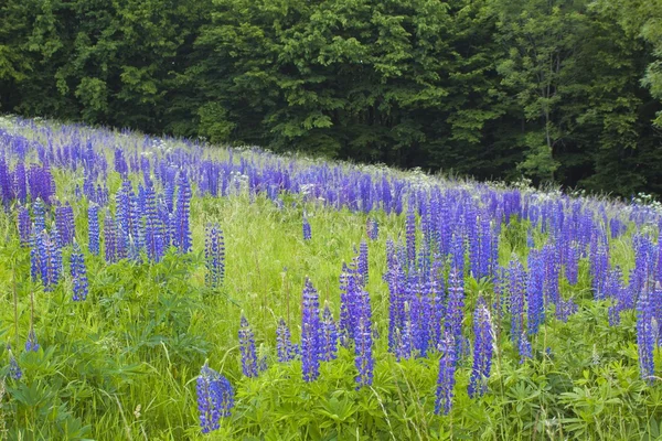 Wild lupines — Stock Photo, Image