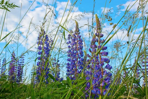 Wild lupines — Stock Photo, Image