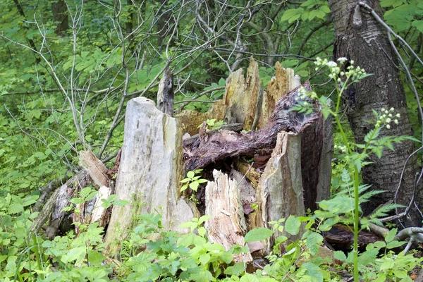 古い壊れた木 — ストック写真