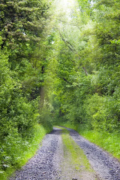 Percorso forestale — Foto Stock