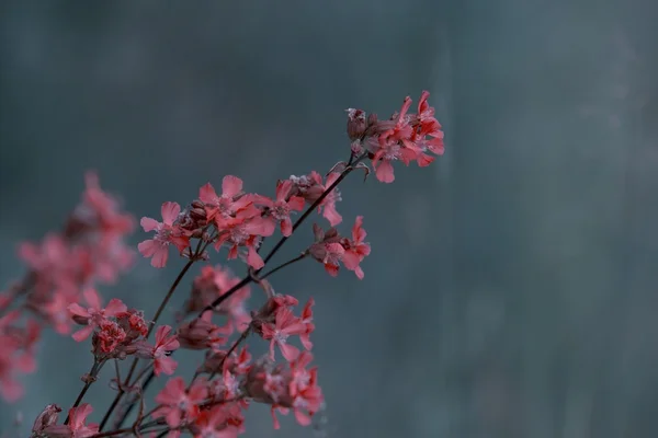 Beautiful pink flowers — Stock Photo, Image