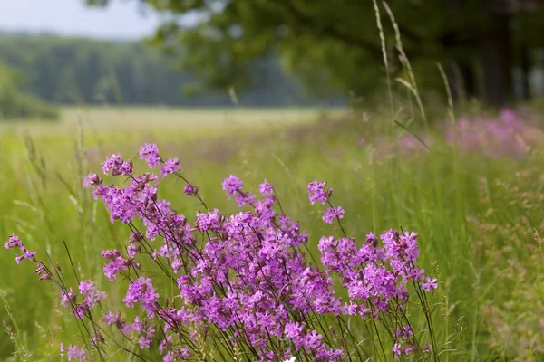 Flowering Meadow — Stock Photo, Image