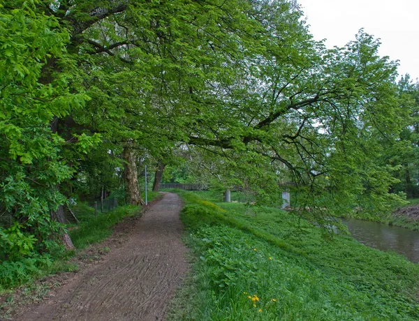 Lente in het park — Stockfoto