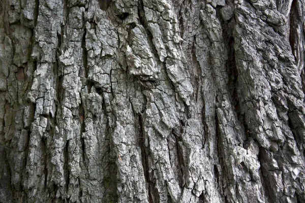Corteza de árbol de cerca —  Fotos de Stock
