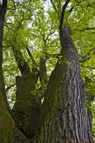 Büyük yeşil ağaç — Stok fotoğraf
