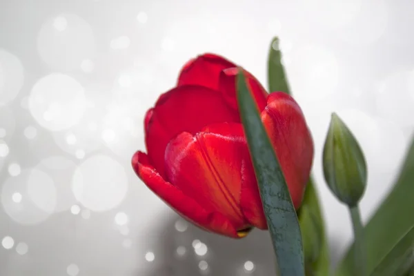 Achtergrond met rode tulip — Stockfoto