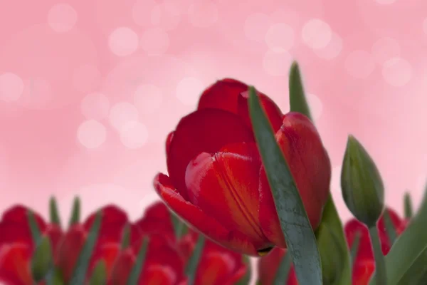 Achtergrond met rode tulip — Stockfoto