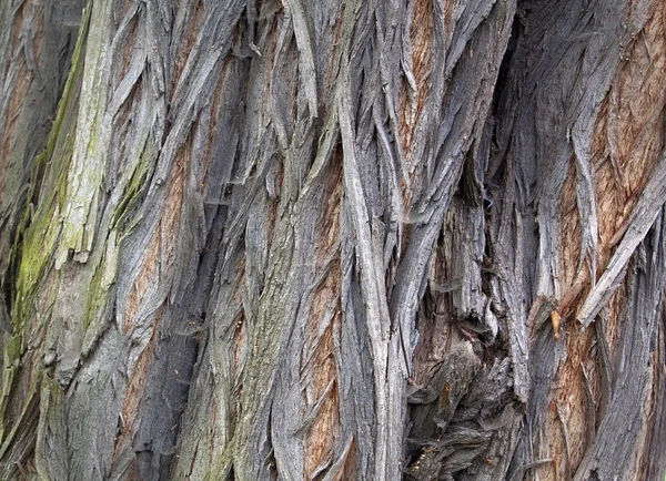 Corteza de árbol de cerca —  Fotos de Stock