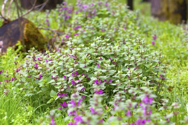 Flowering Meadow — Stock Photo, Image