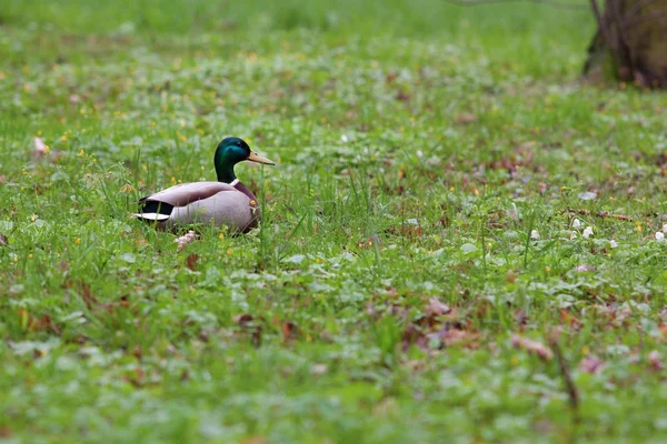 Eine Ente im Park — Stockfoto