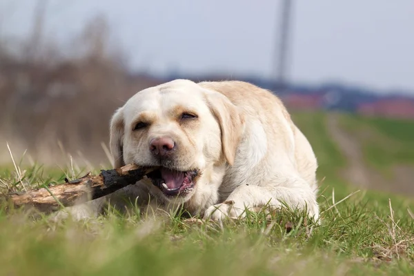 Retrato Labrador — Fotografia de Stock