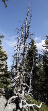 Çevre kirliliğinin - ölü bir ağaç efekti