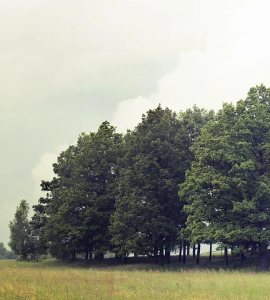 Natureza vintage fundo — Fotografia de Stock