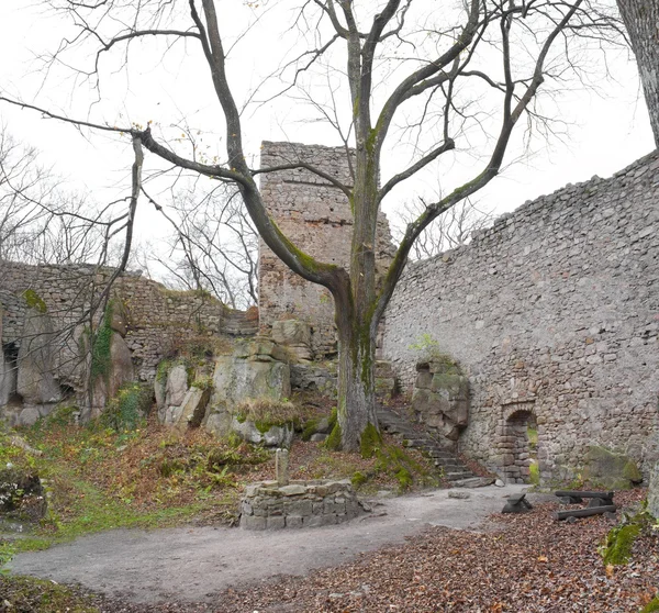 Castillo medieval Ruinas de Bolczow en el bosque, Polonia —  Fotos de Stock
