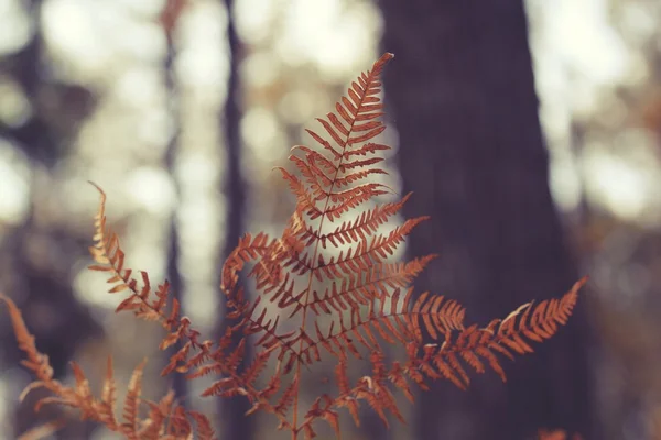 Herbst Hintergrund mit gelben Farnen — Stockfoto