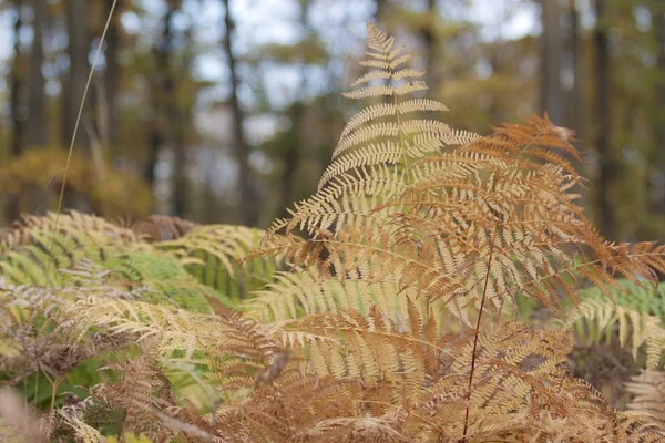 Autumn background with yellow ferns — Stock Photo, Image