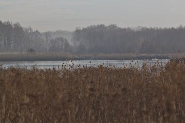 Göl, soğuk sabah yatay