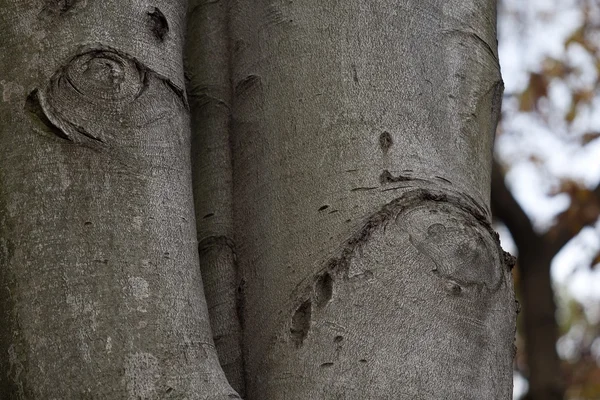 Ağaç kabuğu ile göz — Stok fotoğraf