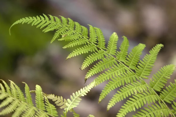 Autumn background with green ferns — Stock Photo, Image