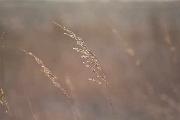 Prairie fleurie — Photo