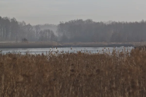 Frosty's ochtends landschap met meer — Stockfoto