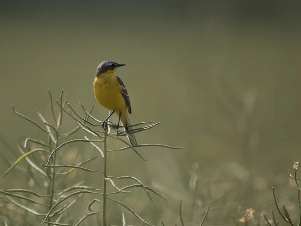 Coleta amarilla, Motacilla flava — Foto de Stock