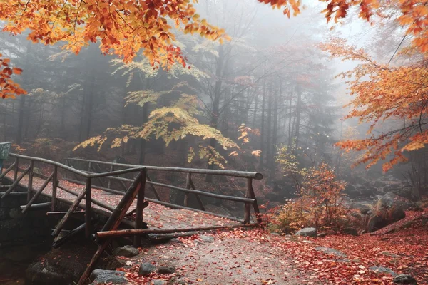 Höstens ström i skogen i dimmiga dag — Stockfoto