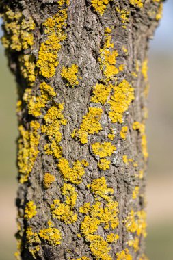 Sarı likinli bir ağaç gövdesinin ayrıntıları. Mollet del valles 'in kırsal kesiminde dikey ve renkli görüntü. Dokuları kavra.