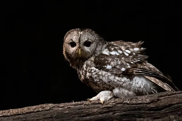 Owl Perched Branch Profile Camera Forest Catalonia Night You Can — Stock Photo, Image