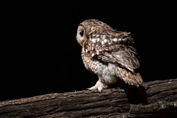Tawny Baykuşu Geceleri Katalonya Bir Ormanda Sırtı Kameraya Dönük Bir — Stok fotoğraf