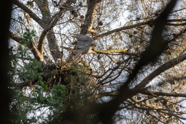 Kanatlarını açmış iki civcivin bulunduğu yuvasından uçuyor. Yuva bir çam ağacında ve gecenin son ışığını ona veriyor. Yatay resim.