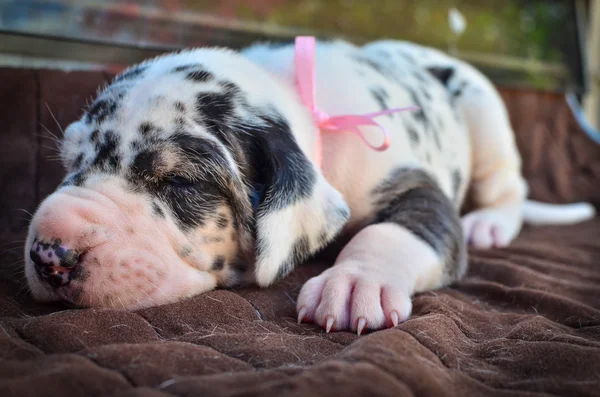 Great Dane Puppy — Stock Photo, Image