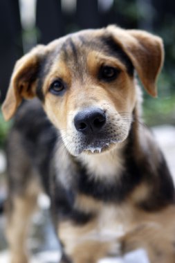 Junger Schäferhund-Mix