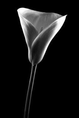 Calla vor schwarzem Hintergrund