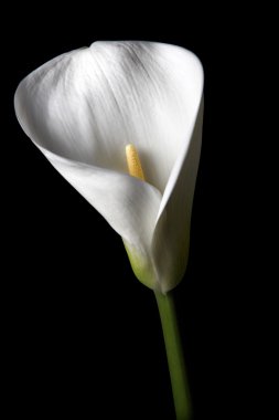 Calla vor schwarzem Hintergrund