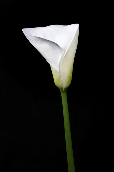 Calla vor schwarzem Hintergrund — Stock Photo, Image