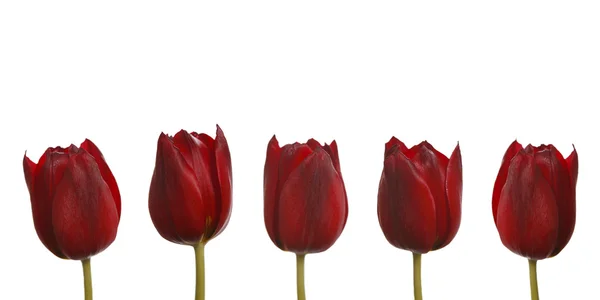 Red tulips — Stock Photo, Image