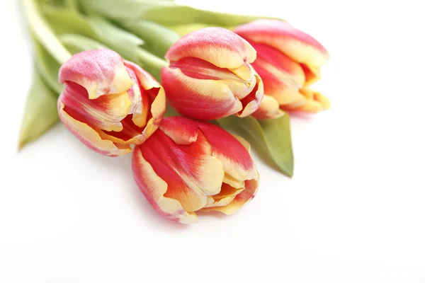 Tulips — Stock Photo, Image