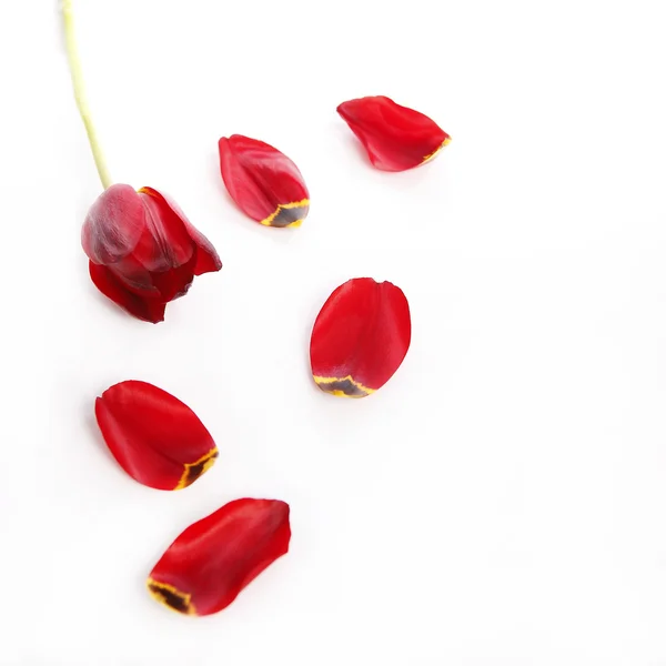 Tulips petals — Stock Photo, Image