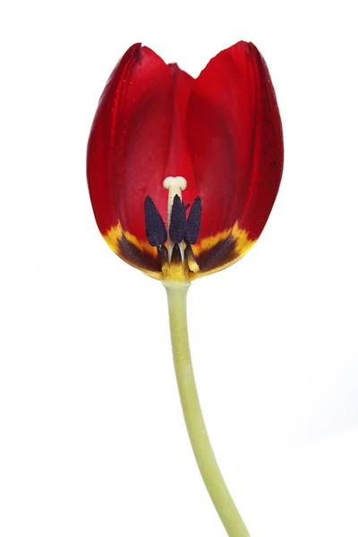Cross-section of a red tulip — Stock Photo, Image