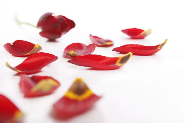 Tulips petals — Stock Photo, Image