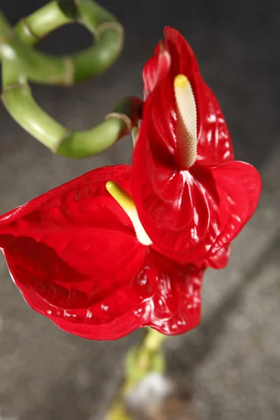 Bouquet de mariée — Photo