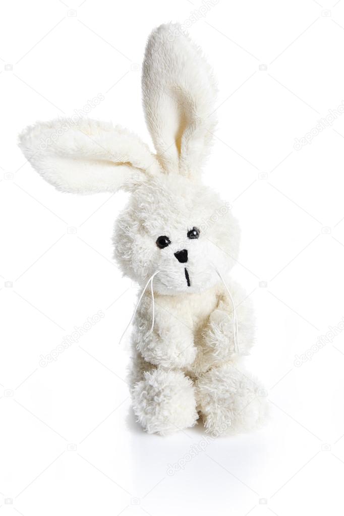 Rabbit over white background