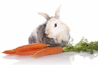 Rabbit with carrots clipart