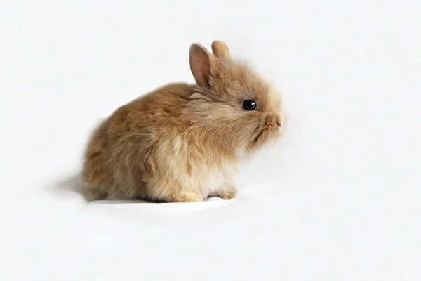 Kahverengi bebek tavşan — Stok fotoğraf