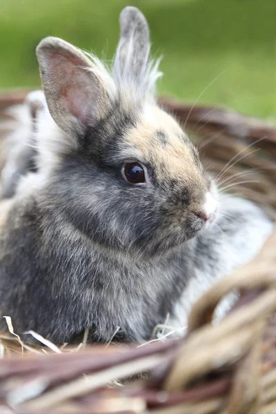 Lion head bunnies — Stock Photo, Image