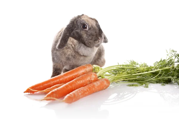 Rabbit with carrots — Stock Photo, Image