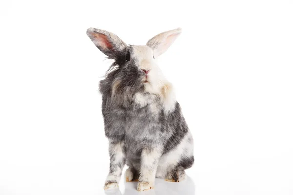 Angora Mix Rabbit Aries — Stock Photo, Image